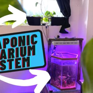 Aquaponic Aquarium | Aquaponic System for Beginners