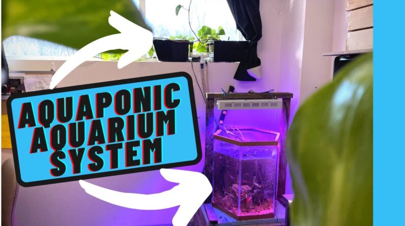 Aquaponic Aquarium | Aquaponic System for Beginners