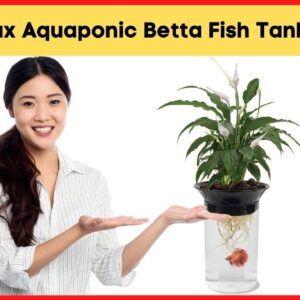 Aquaponic Betta Fish Tank - PennPlax Aquaponic Betta Fish Tank Review