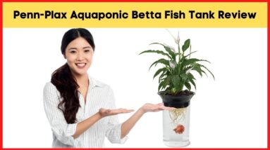 Aquaponic Betta Fish Tank - PennPlax Aquaponic Betta Fish Tank Review