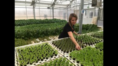 Aquaponic Greenhouse Tour with Tawnya Sawyer