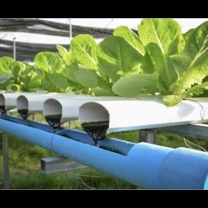 Aquaponics Books, Aquaponics Design, Aquaponics Hawaii, Aquaponic Grow Bed, Easy Aquaponics