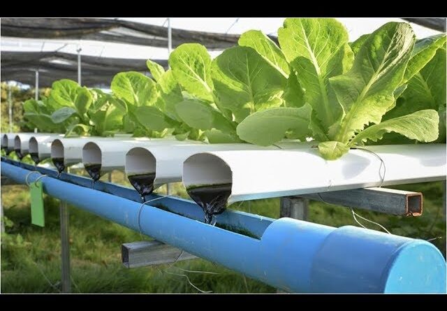 Aquaponics Books, Aquaponics Design, Aquaponics Hawaii, Aquaponic Grow Bed, Easy Aquaponics