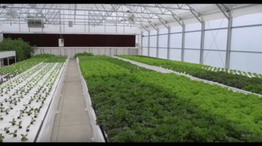 Butter Crunch Farms - by The Aquaponic Source