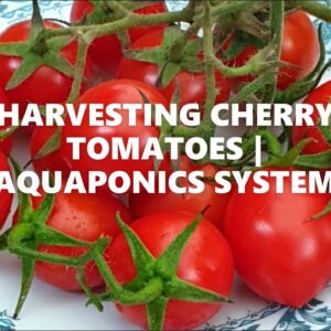 HARVESTING CHERRY TOMATOES IN MY AQUAPONICS SYSTEM