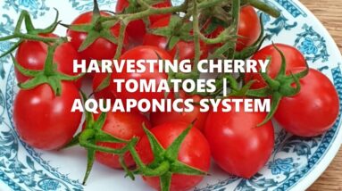 HARVESTING CHERRY TOMATOES IN MY AQUAPONICS SYSTEM