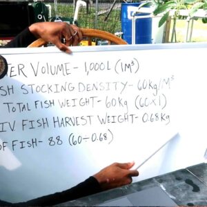 HOW MANY FISH IN 1000 L (264 GAL) TANK | AQUAPONICS