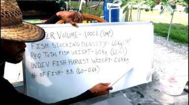 HOW MANY FISH IN 1000 L (264 GAL) TANK | AQUAPONICS