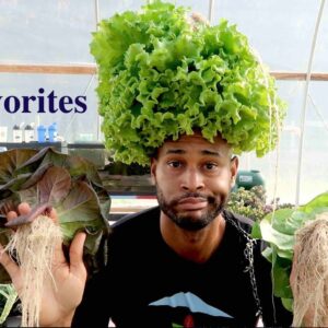 MY TOP 10 LEAFY VEGGIES TO GROW IN AQUAPONICS