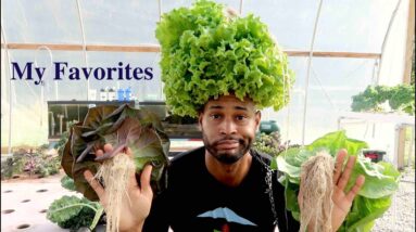 MY TOP 10 LEAFY VEGGIES TO GROW IN AQUAPONICS