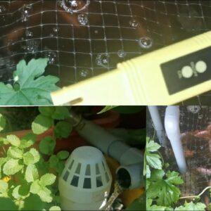 My aquaponics system-veggies & fish growing healthy- for beginners At Home .