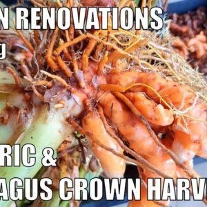 Harvesting Turmeric, Asparagus Crowns & Tree Stumps 🤔| Retaining Wall Preparations