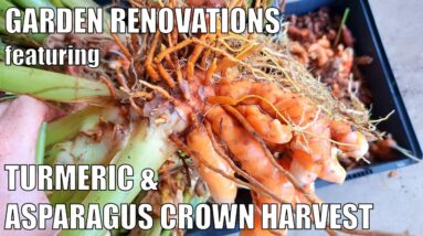 Harvesting Turmeric, Asparagus Crowns & Tree Stumps 🤔| Retaining Wall Preparations