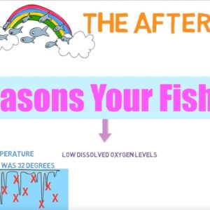 3 Reasons Your Fish Will Die | Aquaponics