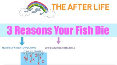 3 Reasons Your Fish Will Die | Aquaponics