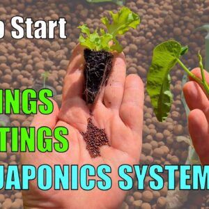 3 Ways to Start Plants in an Aquaponic System