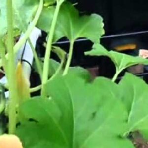 Added Plant Trellises to our Aquaponics System