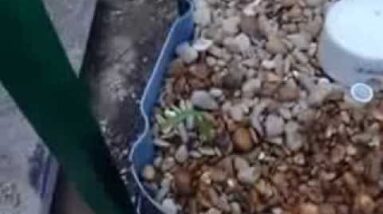 Adding the first plants to the Aquaponics System