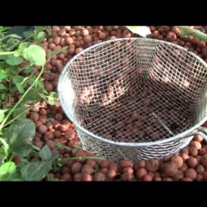 Adding Worms to Your Aquaponic Grow Beds