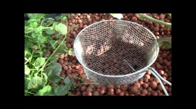 Adding Worms to Your Aquaponic Grow Beds