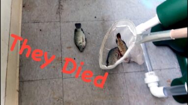 And Now We've Got Dead Fish | The Aquaponics God Ep. 26