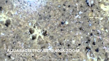 AquaBacti Living Sponge