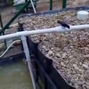 Aquaponic Auto Siphon Works