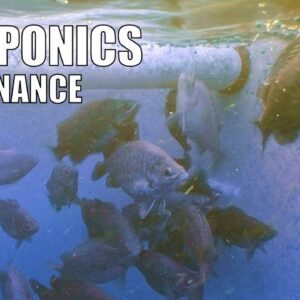 Aquaponic System Maintenance & Running Tips