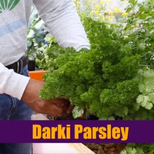 Aquaponics | Darki Parsley Growth Cycle