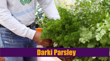 Aquaponics | Darki Parsley Growth Cycle