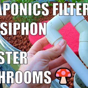 Aquaponics Filters, NEW "U" Siphon & Oyster Mushrooms 🍄