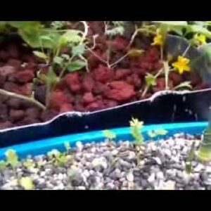 Aquaponics Grow Bed and Seeding Media Update 10-14-13