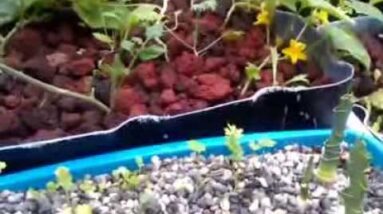 Aquaponics Grow Bed and Seeding Media Update 10-14-13