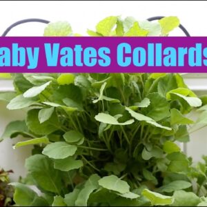 Aquaponics Growth Cycle | Baby Vates Collards