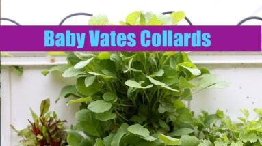 Aquaponics Growth Cycle | Baby Vates Collards