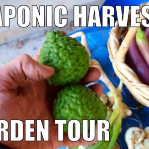 Aquaponics Harvest & Yard Prep for Landscapers