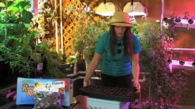 Aquaponics Seed Starting How-To with Safari Kari