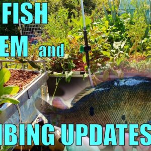 Aquaponics System | Sick Fish & System Plumbing Update