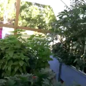 August 28 2014 True Aquaponics Update