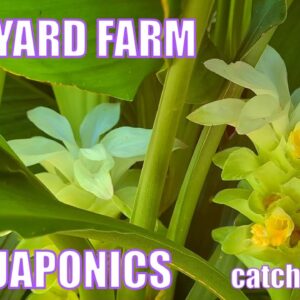 Backyard Farm & Aquaponics Catch Up