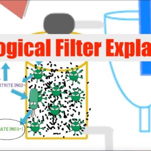 Biological Filtration Explained | Ask The Aquaponics God