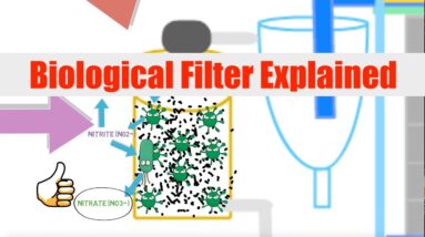 Biological Filtration Explained | Ask The Aquaponics God