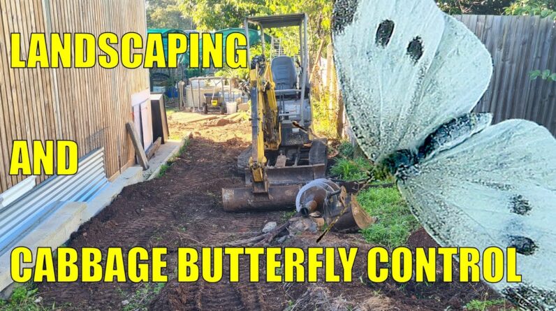 Cabbage Butterfly Control In Aquaponics & Landscaping Has Started