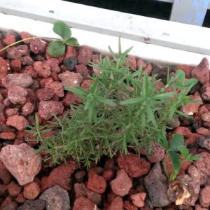 Carl from Sling Blade Plants a Mater Bush in Aquaponics