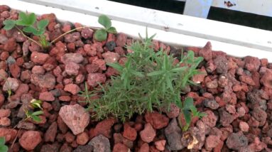 Carl from Sling Blade Plants a Mater Bush in Aquaponics