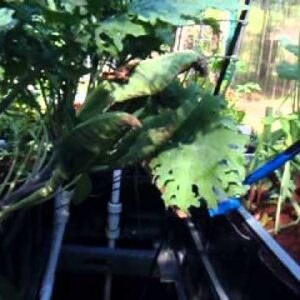 Potassium Deficiency In Aquaponics Plants - Potassium In Aquaponics Managing Potassium