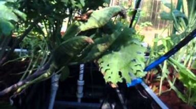 Potassium Deficiency In Aquaponics Plants - Potassium In Aquaponics Managing Potassium