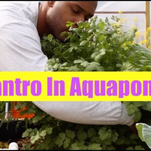 Cilantro | Aquaponics Growth Cycle