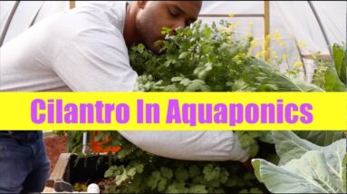 Cilantro | Aquaponics Growth Cycle