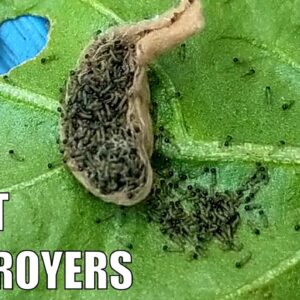 Cluster Caterpillars | Aquaponic & Veggie Patch Plant Destroyers